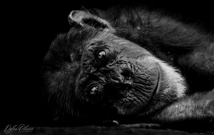 摄影 标题为“The chimp’s gaze” 由Dylan Olivier, 原创艺术品, 数码摄影