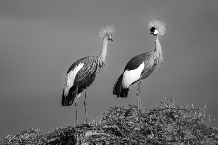 "Black and white cro…" başlıklı Fotoğraf Dylan Olivier tarafından, Orijinal sanat, Dijital Fotoğrafçılık