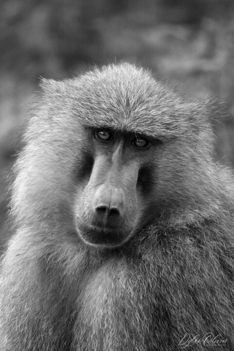 Fotografía titulada "Baboon in Nakuru la…" por Dylan Olivier, Obra de arte original, Fotografía digital