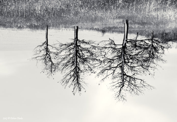 Photographie intitulée "The roots of our li…" par Dzhenchako, Œuvre d'art originale