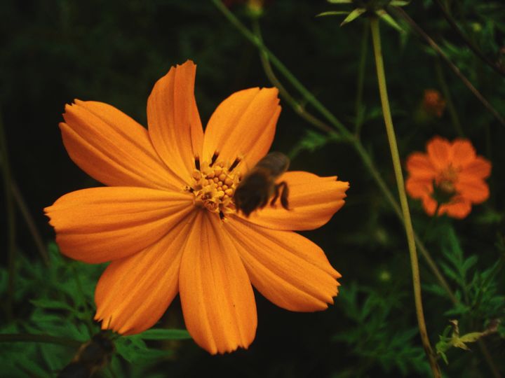 Fotografia intitulada "Nectar frenesi" por Efraim Carvalho, Obras de arte originais, Fotografia digital