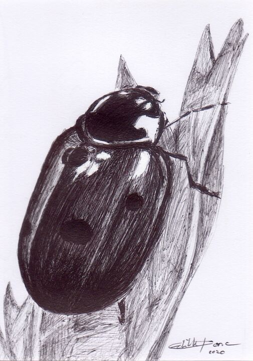 Dessin intitulée "Coccinella Septempu…" par Edith Bos Boyer (EDITH DONC), Œuvre d'art originale, Stylo à bille