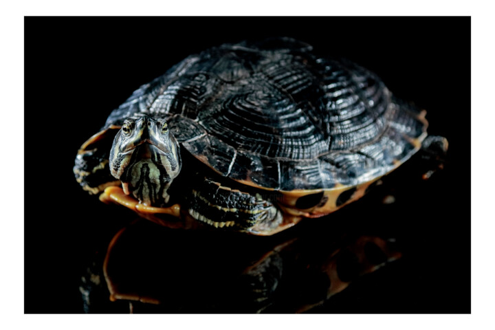 Fotografia intitulada "Turtle" por Edoardo Oliva, Obras de arte originais, Fotografia digital