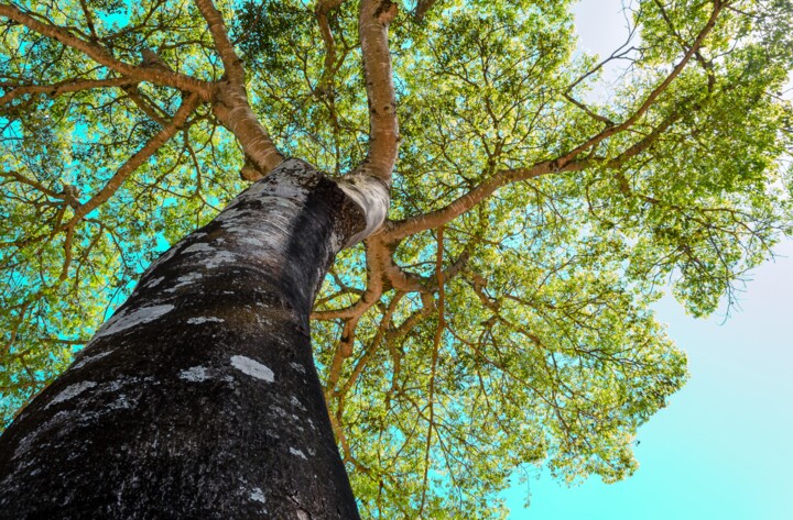 Fotografia intitulada "canopy-tree.jpg" por Edsmor, Obras de arte originais