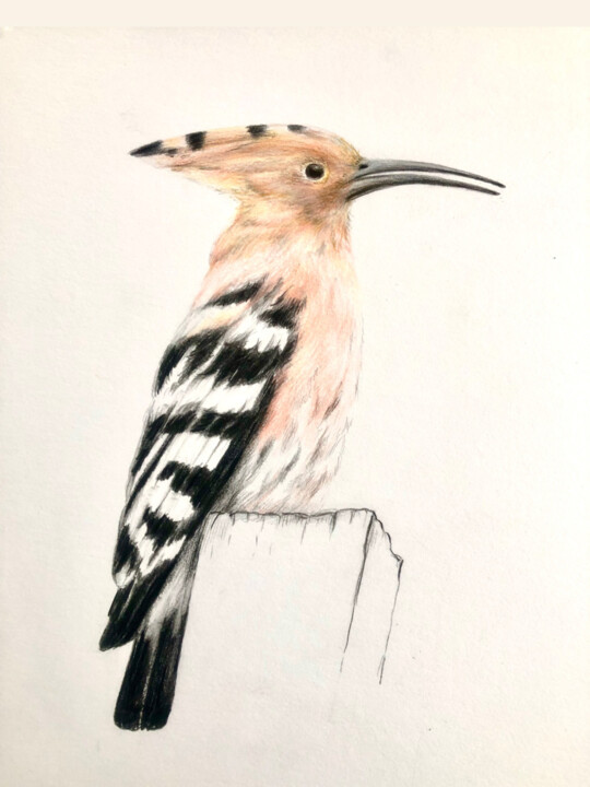 Schilderij getiteld "Wiedehopf - Huppe" door Daniel Rohrbach, Origineel Kunstwerk, Conté