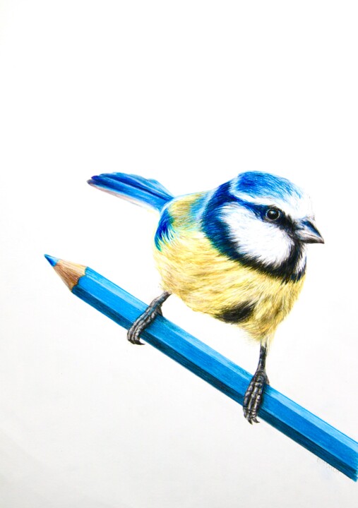 Картина под названием "Blaumeise" - Daniel Rohrbach, Подлинное произведение искусства, Цветные карандаши