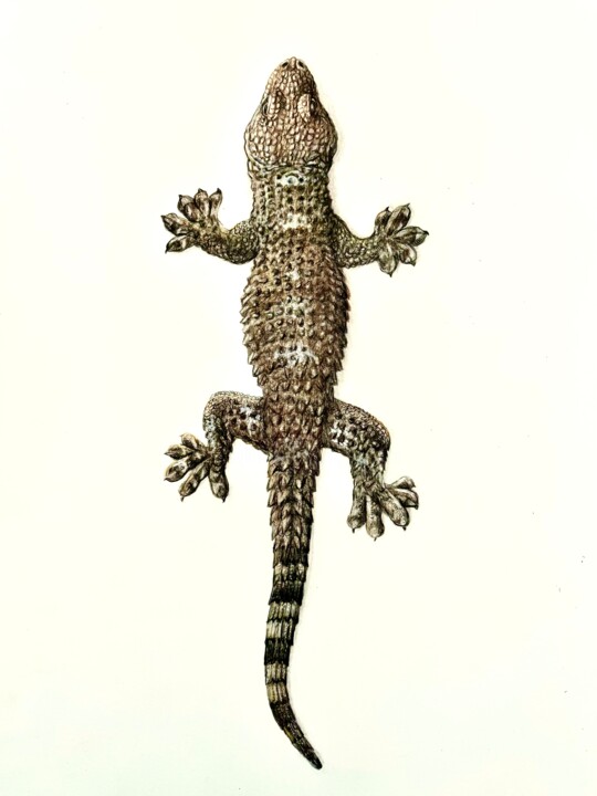 Zeichnungen mit dem Titel "Gecko an der Wand" von Daniel Rohrbach, Original-Kunstwerk, Conté-Buntstifte