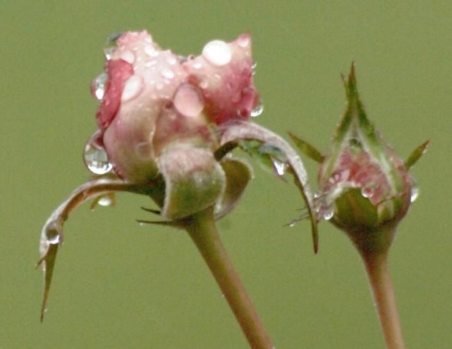 Photographie intitulée ""Rain on a Rose"" par Ed Zunke, Œuvre d'art originale