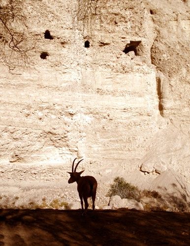 Photography titled "Mountain goat" by Efi Keren, Original Artwork