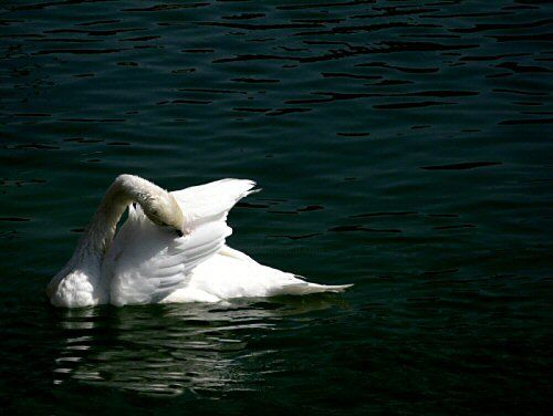 Photography titled "Night swan" by Efi Keren, Original Artwork