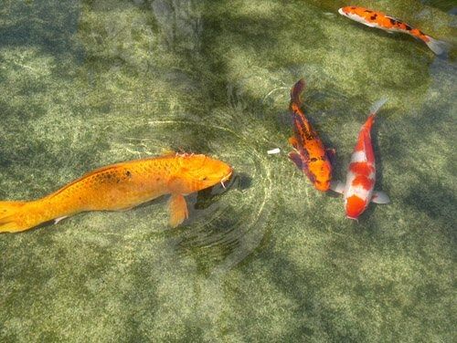 Photographie intitulée "Fish pool 2" par Efi Keren, Œuvre d'art originale