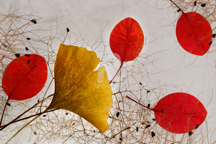 Photography titled "Autumnal" by Martine Affre Eisenlohr, Original Artwork