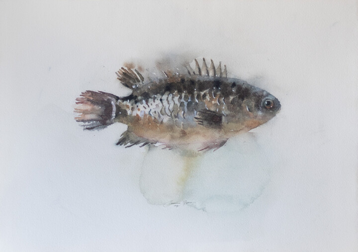 Malarstwo zatytułowany „Perch Fish” autorstwa Ekaterina Pytina, Oryginalna praca, Akwarela