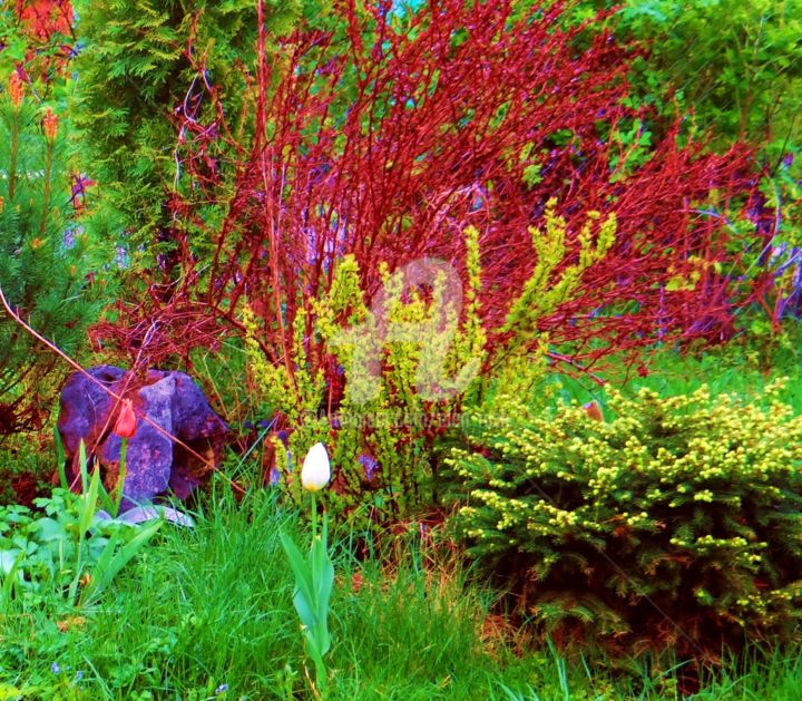 Фотография под названием "mein Garten" - Elen Ruzh, Подлинное произведение искусства