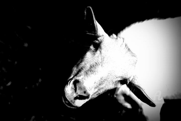 Photography titled "Goat" by Elena Bandurka, Original Artwork, Digital Photography