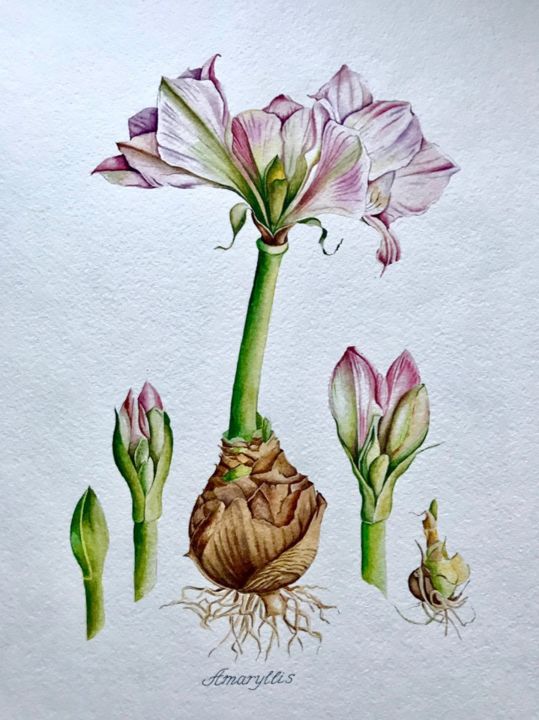Painting titled "Botanical Illustrat…" by Elena Maslova, Original Artwork, Watercolor