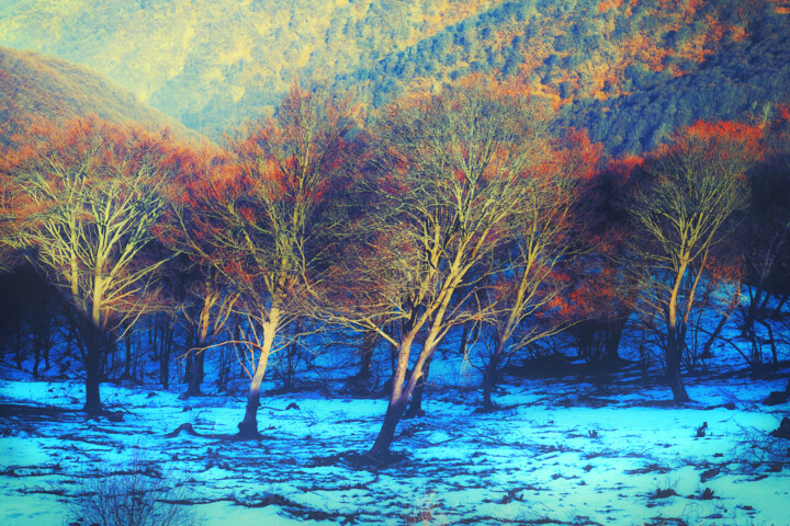 Fotografia zatytułowany „Trees in light” autorstwa Elena Raceala, Oryginalna praca, Fotografia cyfrowa