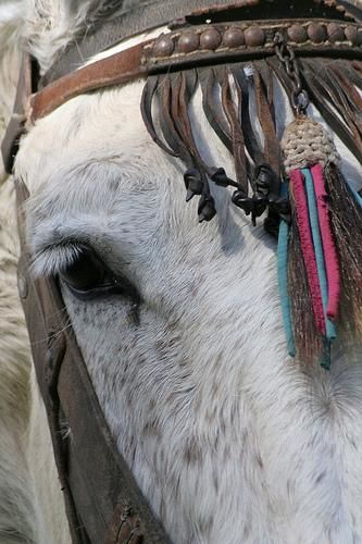 Fotografía titulada "Horse!" por Andrew Webster, Obra de arte original