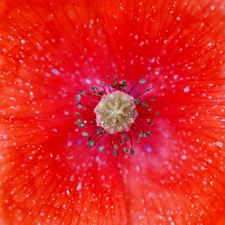 Fotografie mit dem Titel "Coquelicot" von Elisa Guillon, Original-Kunstwerk, Digitale Fotografie