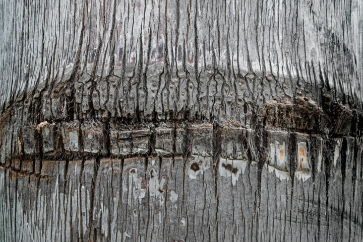 Photography titled "grey palmtree.jpg" by Elisabeth Laplante, Original Artwork, Digital Photography