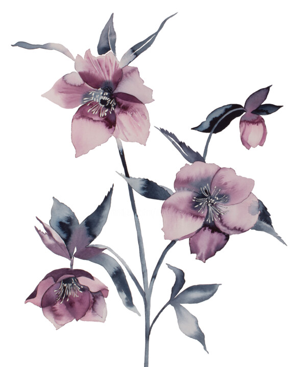 Pittura intitolato "Hellebore No. 36" da Elizabeth Becker, Opera d'arte originale, Acquarello