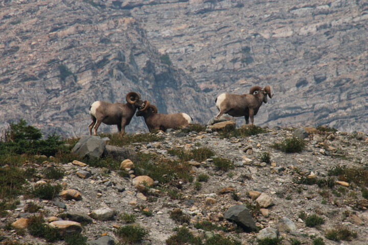 Photographie intitulée "Bighornsheep" par Elke Matthaeus, Œuvre d'art originale