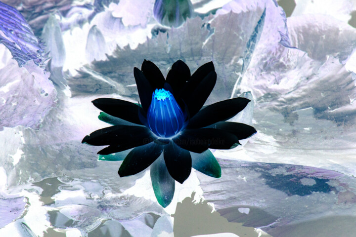 Photography titled "Waterlily" by Elke Matthaeus, Original Artwork