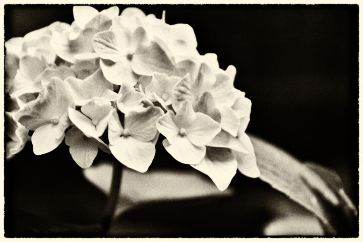 Photography titled "Hydrangea" by Elke Matthaeus, Original Artwork, Digital Photography