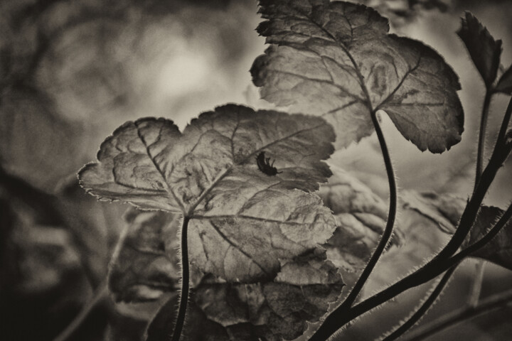 Photographie intitulée "Heuchera" par Elke Matthaeus, Œuvre d'art originale, Photographie numérique