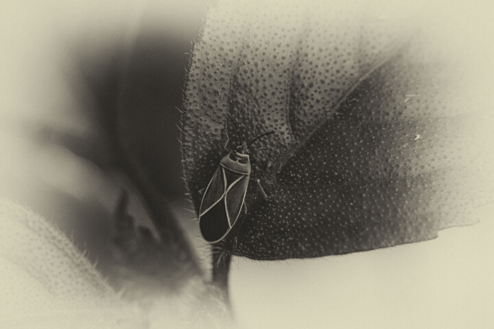 Fotografía titulada "Beetle" por Elke Matthaeus, Obra de arte original, Fotografía digital