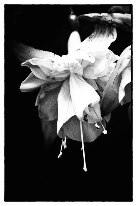 Photographie intitulée "Fuchsia in Black an…" par Elke Matthaeus, Œuvre d'art originale, Photographie numérique