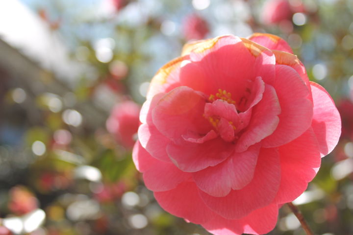 Fotografía titulada "Camellia" por Elke Matthaeus, Obra de arte original