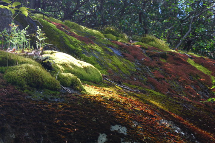 Fotografia intitulada "Lichen covered rock" por Elke Matthaeus, Obras de arte originais