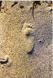 Fotografie mit dem Titel "footprint" von Elle Born, Original-Kunstwerk