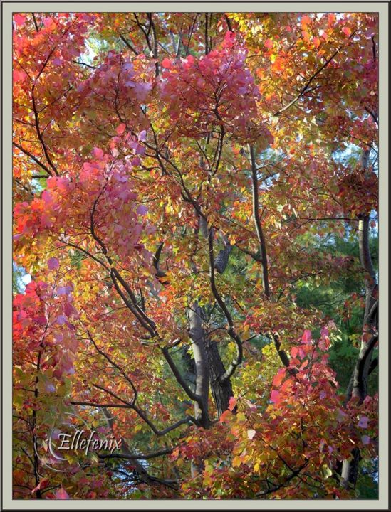 Photographie intitulée "rouges-d-automne-ar…" par Ellefenix, Œuvre d'art originale