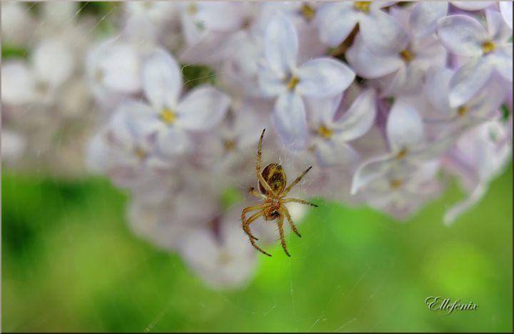 Photography titled "l-araignee-dans-les…" by Ellefenix, Original Artwork