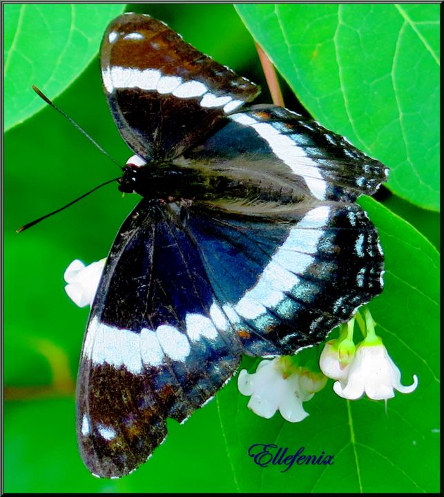 Photography titled "Papillon irisé" by Ellefenix, Original Artwork