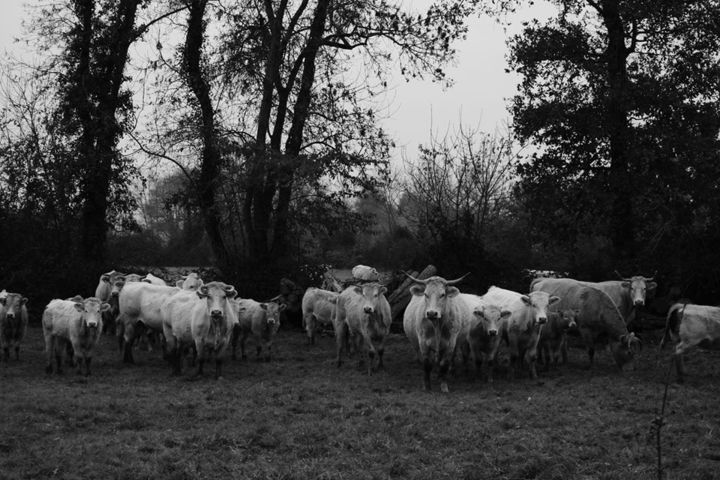 Фотография под названием "French cows, South…" - Elodie.M Richard, Подлинное произведение искусства