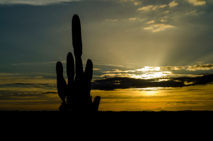 "Cacto no por do sol" başlıklı Fotoğraf Elton Abreu tarafından, Orijinal sanat, Dijital Fotoğrafçılık