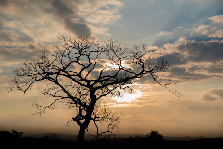 Photography titled "Árvore e por do sol" by Elton Abreu, Original Artwork, Digital Photography