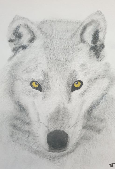Le Loup Blanc Drawing By Elwan Gete Artmajeur