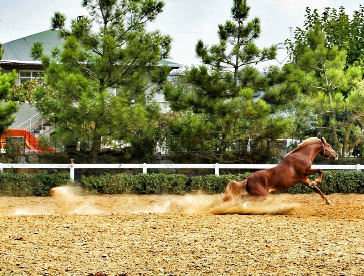 Photographie intitulée "RunHorse" par Elzem, Œuvre d'art originale, Photographie numérique