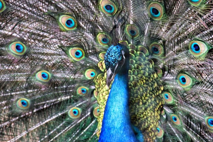 Fotografie mit dem Titel "Peacock" von Elzem, Original-Kunstwerk, Digitale Fotografie