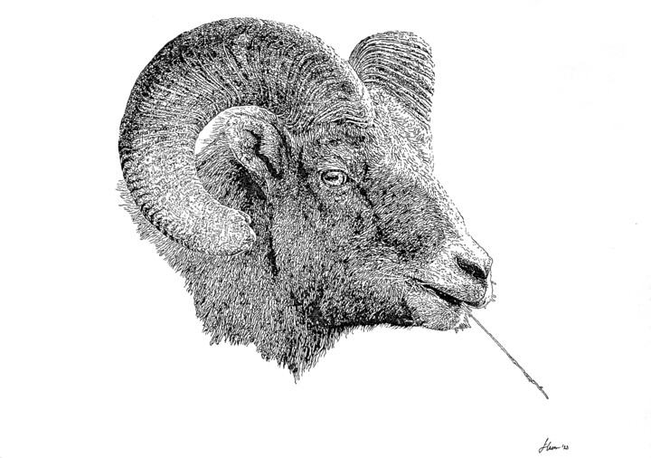 Dibujo titulada "Bighornsheep" por Elzem, Obra de arte original, Tinta