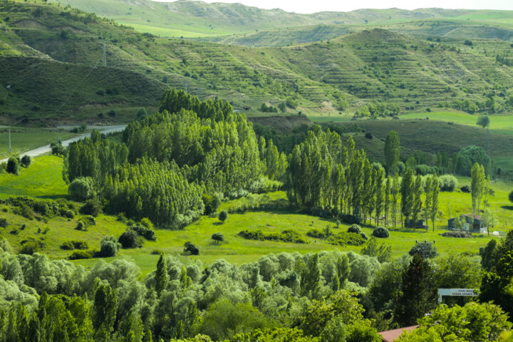 Fotografia zatytułowany „Green” autorstwa Elzem, Oryginalna praca, Fotografia cyfrowa