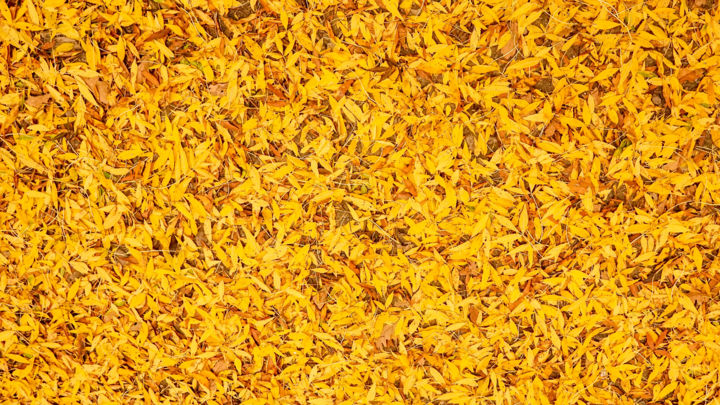 Fotografie getiteld "Autumn carpet" door Emanuele De Vincenzo, Origineel Kunstwerk, Digitale fotografie