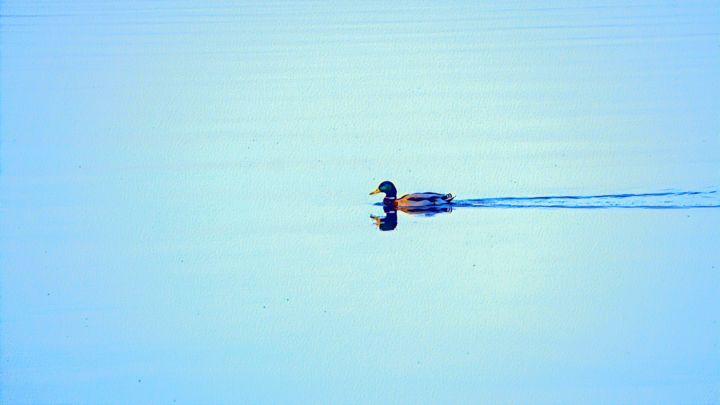 Fotografie mit dem Titel "Swimming Duck" von Emanuele De Vincenzo, Original-Kunstwerk, Digitale Fotografie