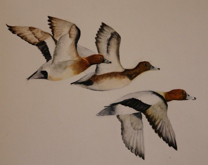 Pintura intitulada "Vol de canards siff…" por Evelyne Masson, Obras de arte originais, Aquarela