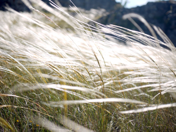 Photography titled "Graminées" by Emilie Reydon, Original Artwork