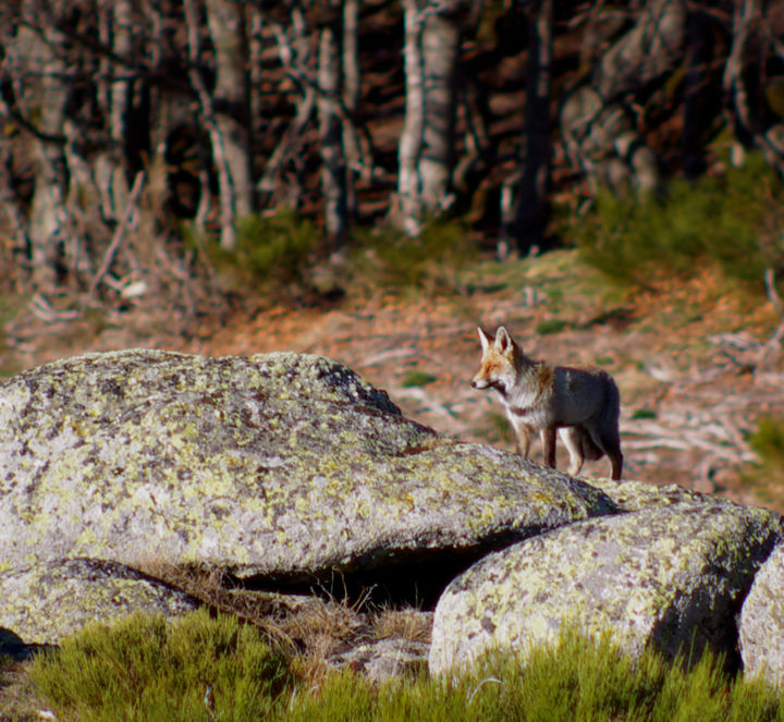 Photographie intitulée "Renard" par Emilie Reydon, Œuvre d'art originale